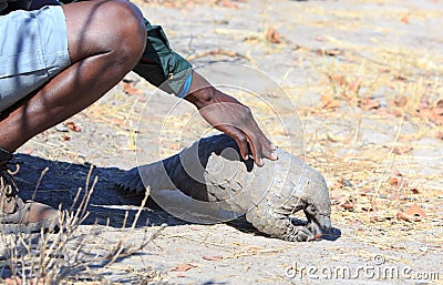 Safari guide with his hand touching a rare pangolin which he spotted in the african bush Editorial Stock Photo