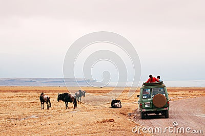 Safari offroad car and herd of wildebeest in golden grass field in Ngorongoro, Serengeti Tanzania Savanna forest Editorial Stock Photo