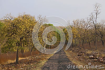 Safari road, Tadoba Tiger Reserve, Maharashtra, India Stock Photo