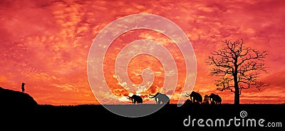 Safari.Silhouette of a herd elephants walking home in the evening, natural abundance, on sunset background. Stock Photo