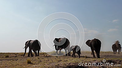 Safari Skyline At Chobe National Park In Kasane Botswana. Stock Photo