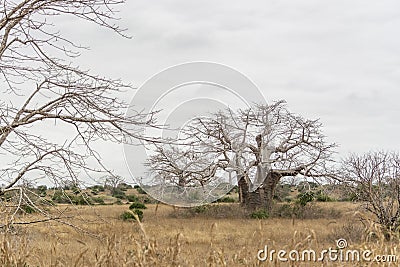 Savanna landscape on Kissama, Angola Stock Photo