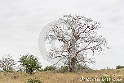 Savanna landscape on Kissama, Angola Stock Photo