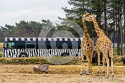 Safari tour bus driving through the animal zoo park of beekse bergen, giraffe couple on the side, Hilvarenbeek, 25 may, 2019, The Editorial Stock Photo