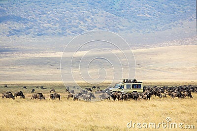 Safari tourists on game drive in Ngorongoro Stock Photo