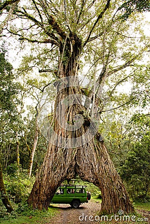 Safari Truck Giant Tree Stock Photo