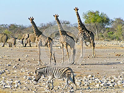 Safari Wildlife Stock Photo