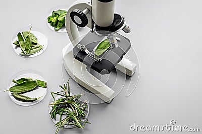 Safety food. Laboratory for food analysis. Herbs, greens under microscope on grey background top view copy space Stock Photo