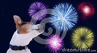 Safety of pets during fireworks concept Stock Photo