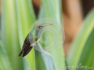 Saffieramazilia, Sapphire-Spangled Emerald, Amazilia lactea Stock Photo