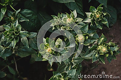 Safflower flower heads blooming Stock Photo