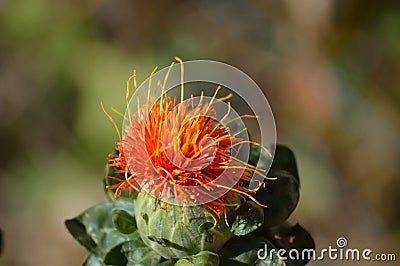 Funny face on a safflower blossom Stock Photo