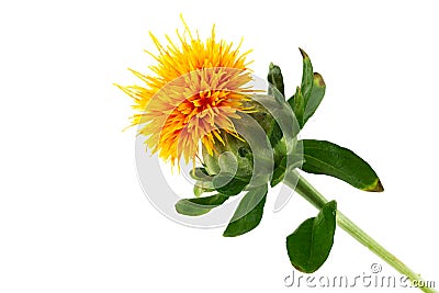 Safflower Stock Photo