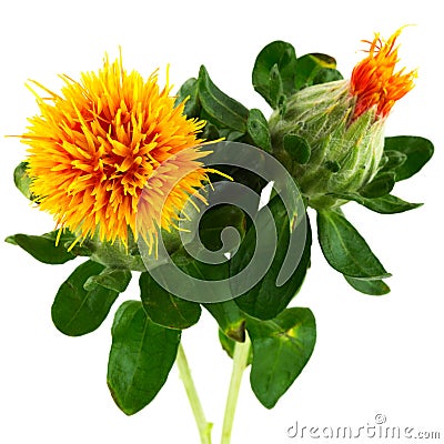 Safflower Stock Photo