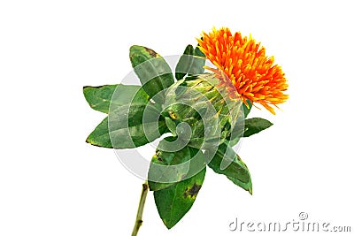 Safflower Stock Photo