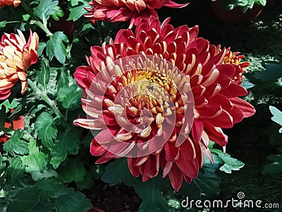 Safflower flower, red Stock Photo