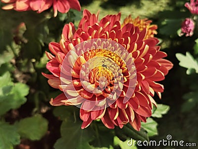 Safflower, flower, red Stock Photo