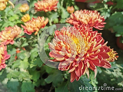 Safflower flower, red, grass Stock Photo