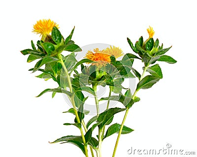 Safflower`s flower. Isolated on white background Stock Photo