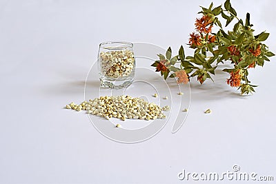 Safflower seeds and safflower stem with flowers Stock Photo