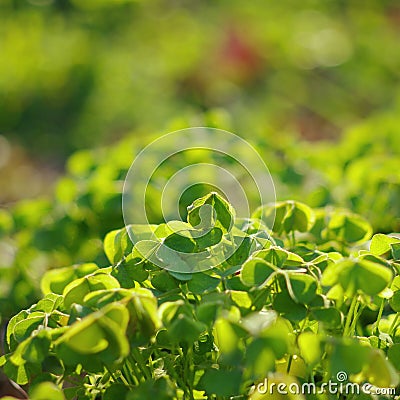 Safflower shamrock Stock Photo