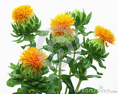 Safflower in a white background Stock Photo