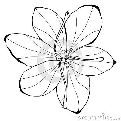 Saffron blossoms. Coloring book. Vector Illustration