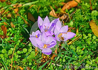 Saffron Crocus Blooming Stock Photo