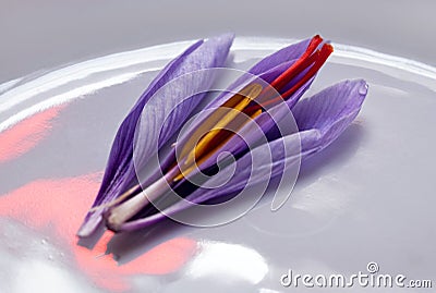 Saffron Crocus Flower, Dissected Stock Photo