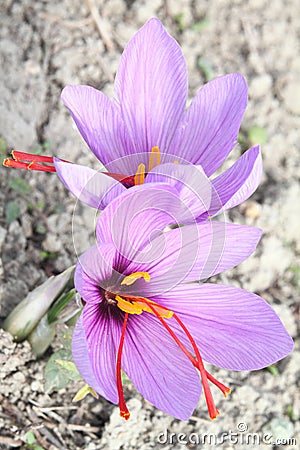 Saffron Crocus flowers Stock Photo