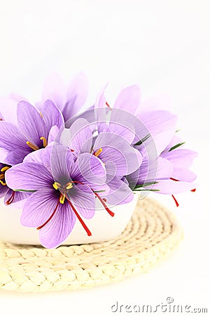 Saffron Crocus flowers Stock Photo