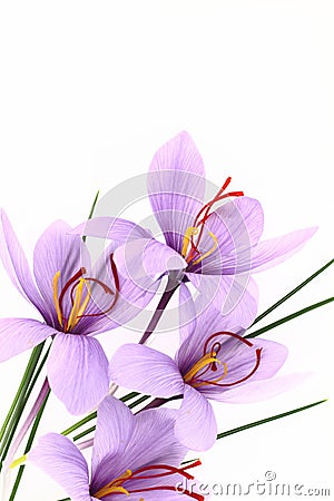 Saffron Crocus flowers Stock Photo