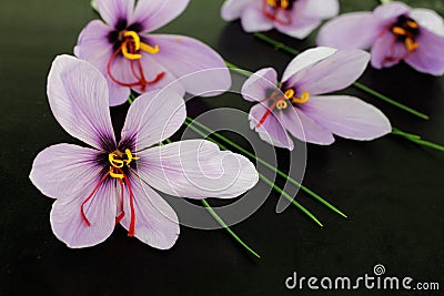 Saffron Crocus flowers Stock Photo