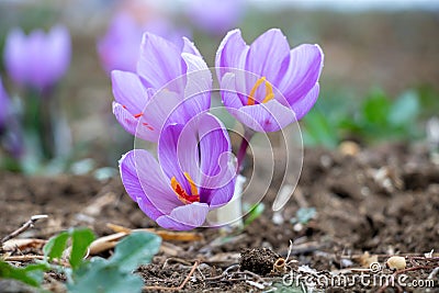 Saffron crocus flowers on ground, Delicate purple plant field Stock Photo