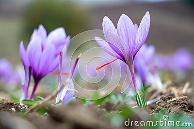 Saffron crocus flowers on ground, Delicate purple plant field Stock Photo