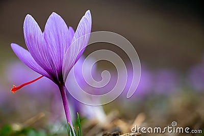 Saffron crocus flowers on ground, Delicate purple plant field Stock Photo