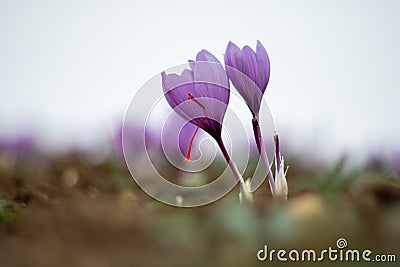 Saffron crocus flowers on ground, Delicate purple plant field Stock Photo