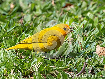 Saffron Finch Stock Photo