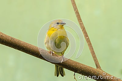 Saffron finch, Sicalis flaveola, perching in a forest Stock Photo
