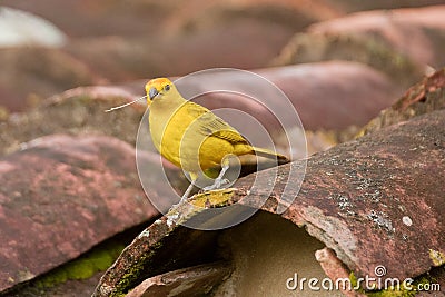 Saffron Finch Sicalis Flaveola Stock Photo