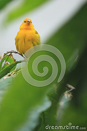 Saffron finch Stock Photo