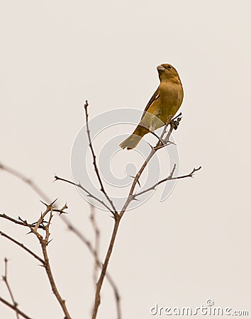 Saffron Finch on twig Stock Photo