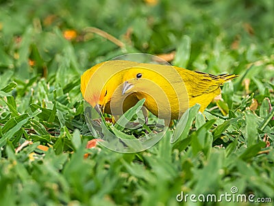 Saffron Finches Stock Photo