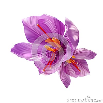 Saffron flower Bud open close-up. Seasoning expensive saffron Vector Illustration