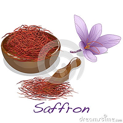 Saffron flower set. Vector. Vector Illustration