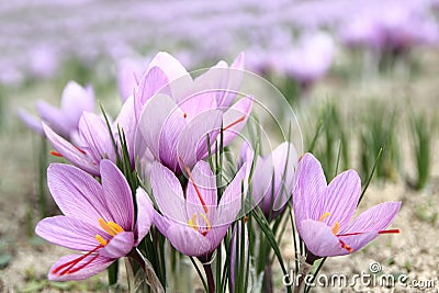 Saffron flowers Stock Photo