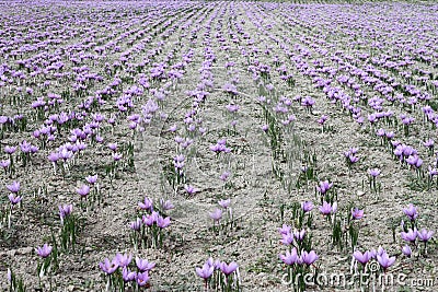 Saffron flowers Stock Photo