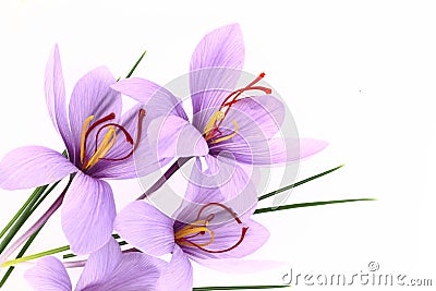 Saffron flowers Stock Photo