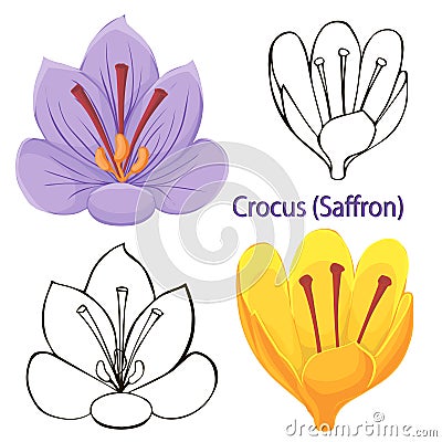 Saffron flowers. contours of flowers Vector Illustration