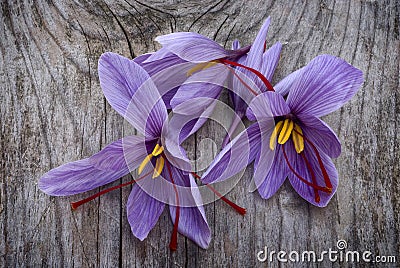 Saffron flowers (Crocus sativus) Stock Photo